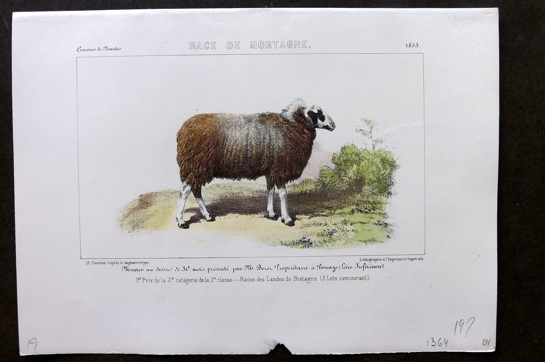 Ministere de l'Agriculture 1853 Hand Col Sheep Print. Mortagne (1 of 1)