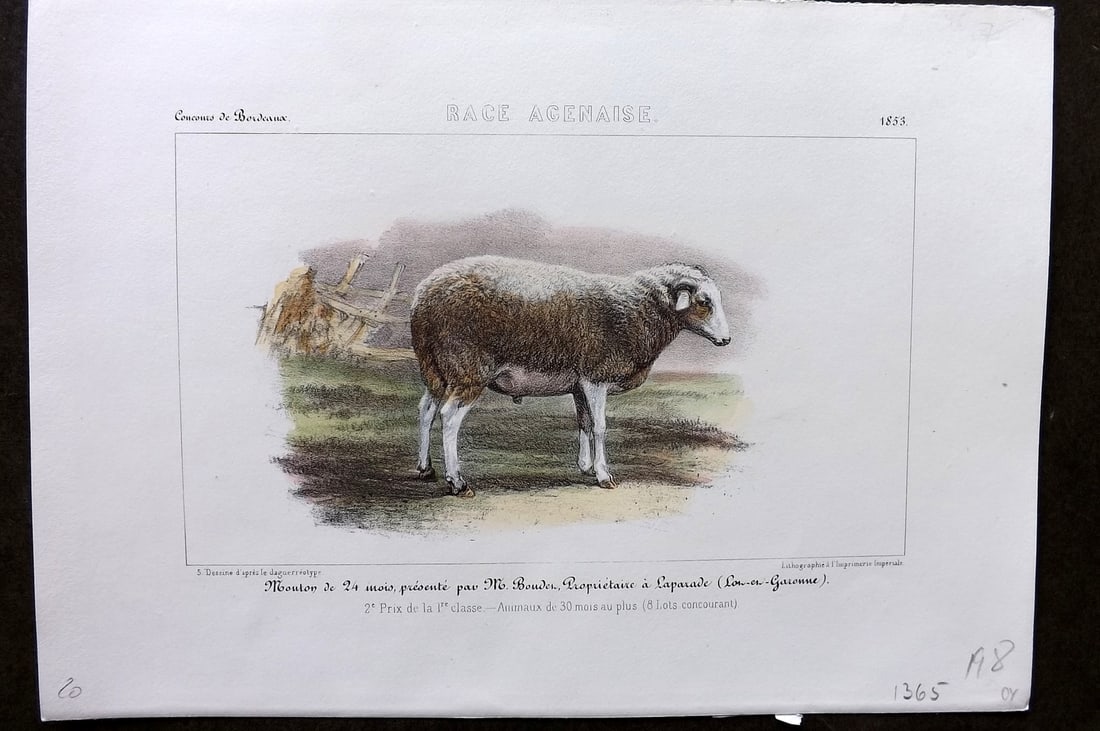 Ministere de l'Agriculture 1853 Hand Col Sheep Print. Agenaise (1 of 1)