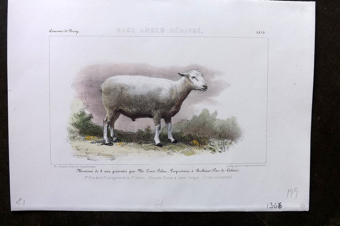 Ministere de l'Agriculture 1853 Hand Col Sheep Print. Anglo-Merinos (1 of 1)