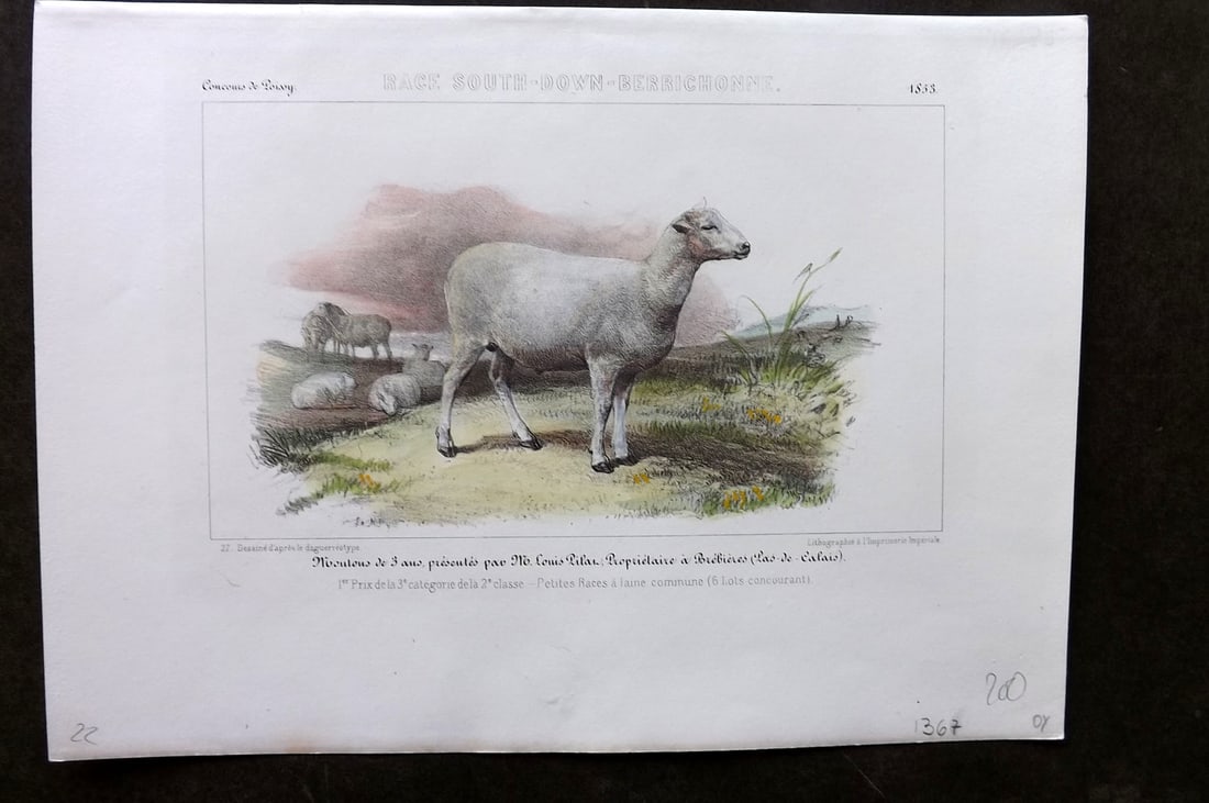 Ministere de l'Agriculture 1853 Hand Col Sheep Print. South-Down-Berrichonne (1 of 1)