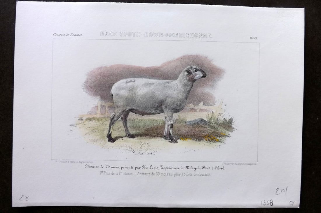 Ministere de l'Agriculture 1853 Hand Col Sheep Print. South-Down-Berrichonne: Hand Colored Lithograph Published 1853, Paris for "Concours d'animaux de boucherie, en 1853, a Bordeaux, Nimes, Lyon, Lille, Nantes et Poissy" by The Ministere de l'Agriculture. Paper Size: 10 x 7 inc
