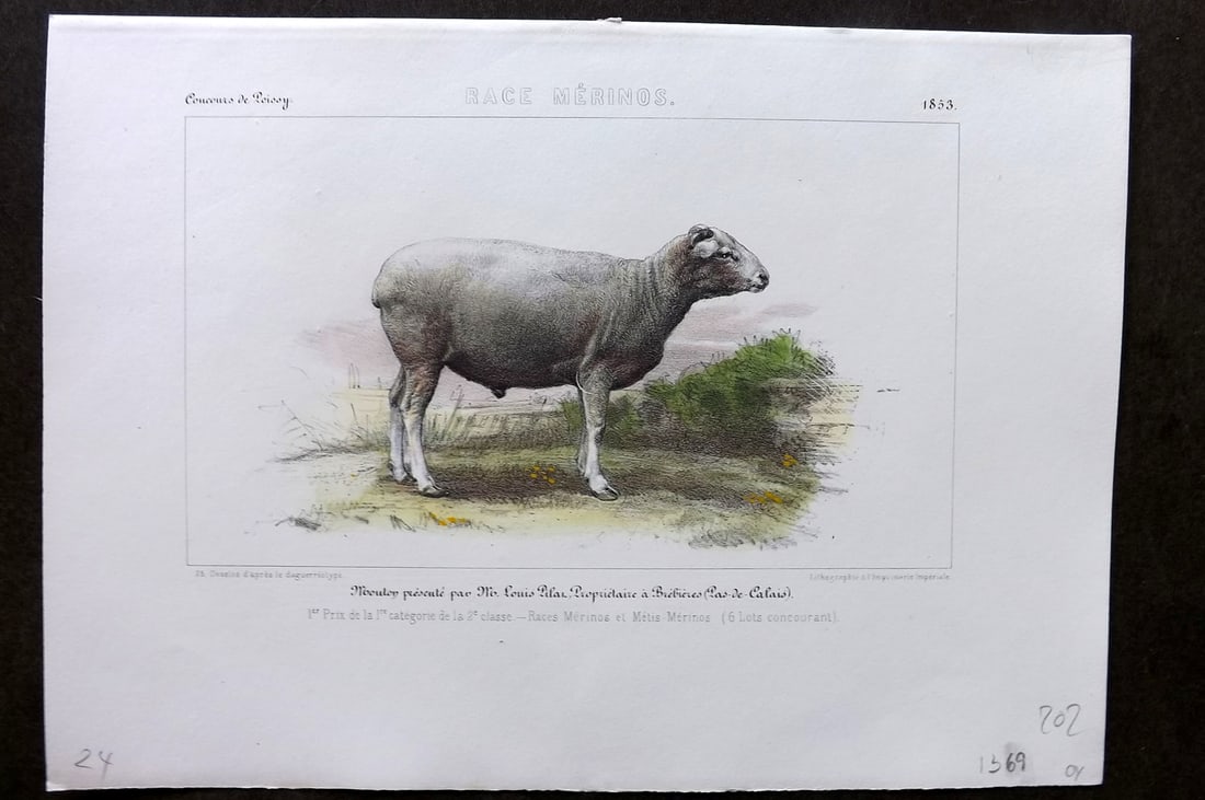 Ministere de l'Agriculture 1853 Hand Col Sheep Print. Merinos (1 of 1)