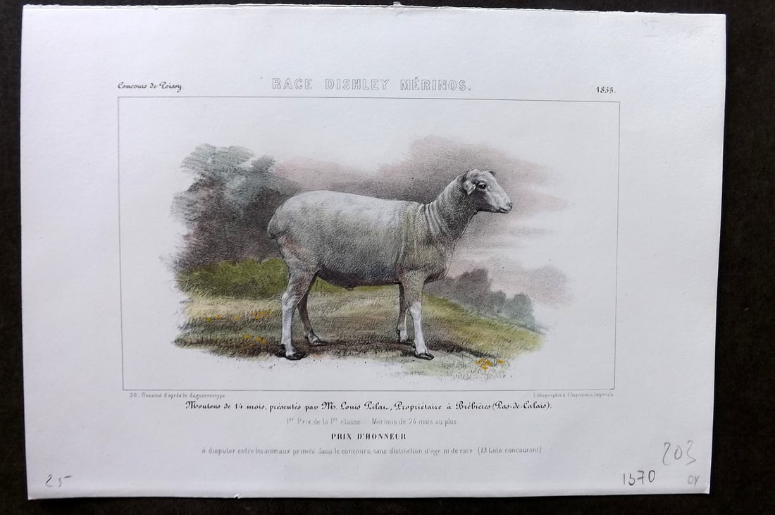Ministere de l'Agriculture 1853 Hand Col Sheep Print. Dishley Merinos (1 of 1)