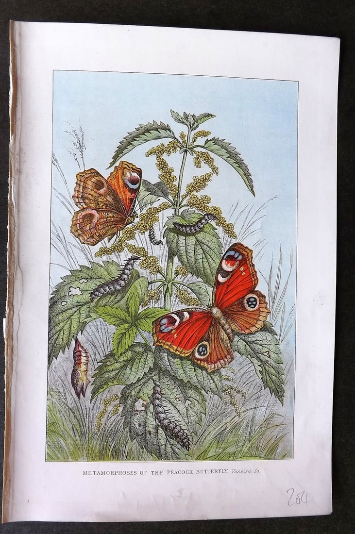 Pouchet, F. A. 1902 Print. Metamorphoses of the Peacock Butterfly (1 of 1)