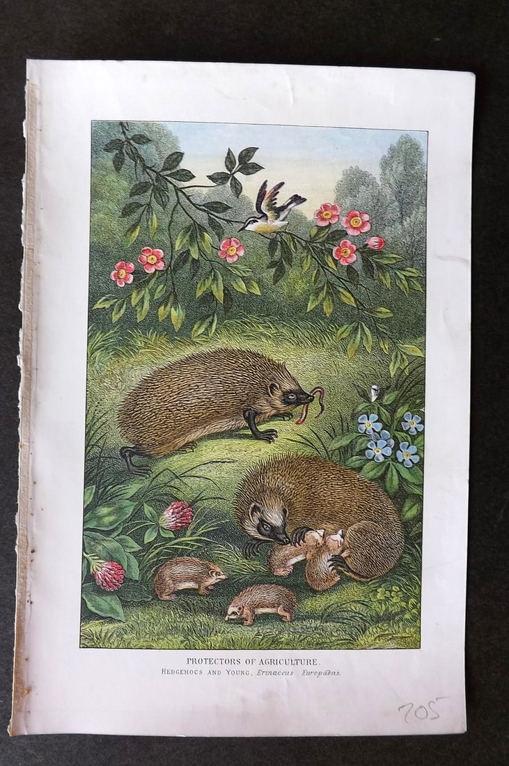 Pouchet, F. A. 1902 Print. Hedgehogs - Protectors of Agriculture (1 of 1)