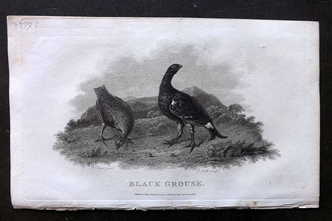 Daniel, William 1801 Antique Bird Print. Black Grouse: Antique Copper Plate Published 1801-02, London for "Rural Sports" First Edition by William Daniel. Paper Size: 9.5 x 5.5 inch (24 x 14cm). Very minor toning.
