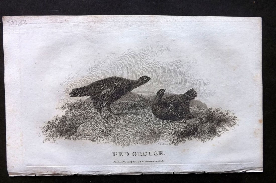 Daniel, William 1801 Antique Bird Print. Red Grouse: Antique Copper Plate Published 1801-02, London for "Rural Sports" First Edition by William Daniel. Paper Size: 9.5 x 5.5 inch (24 x 14cm). Very minor toning.