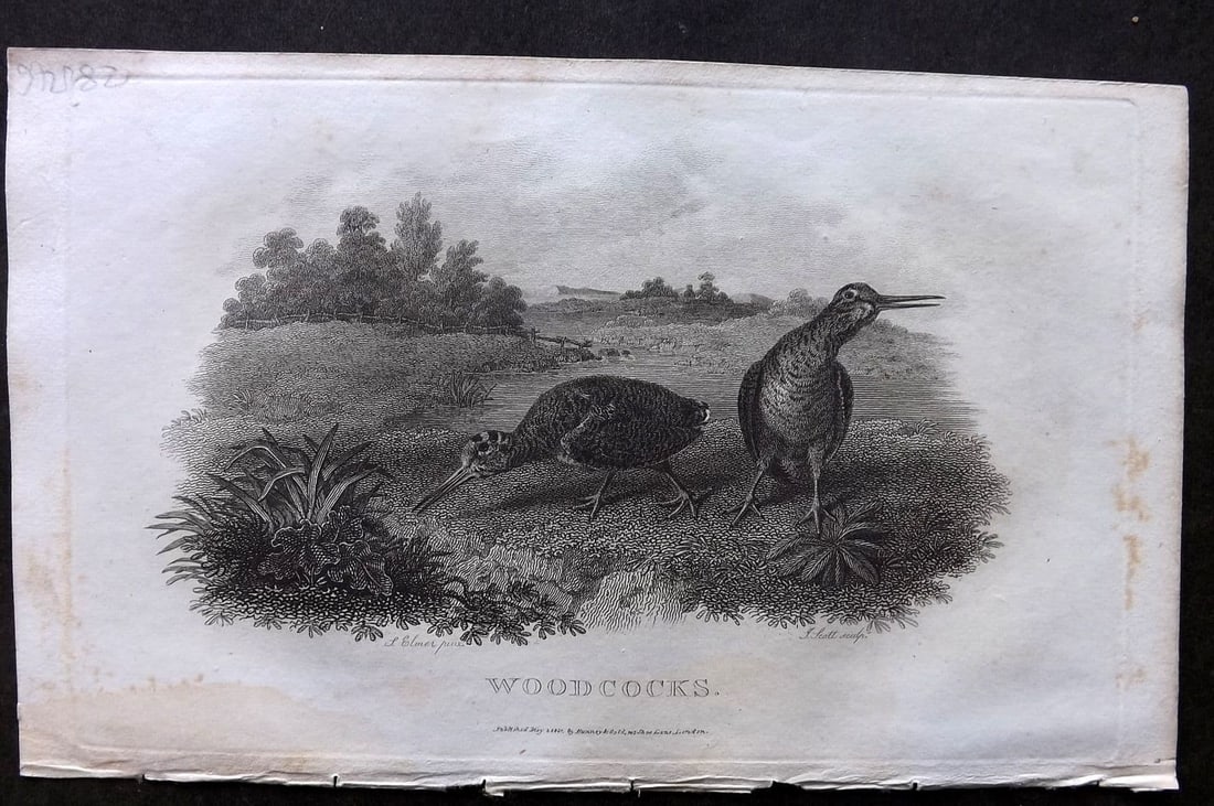 Daniel, William 1801 Antique Bird Print. Woodcocks (1 of 1)