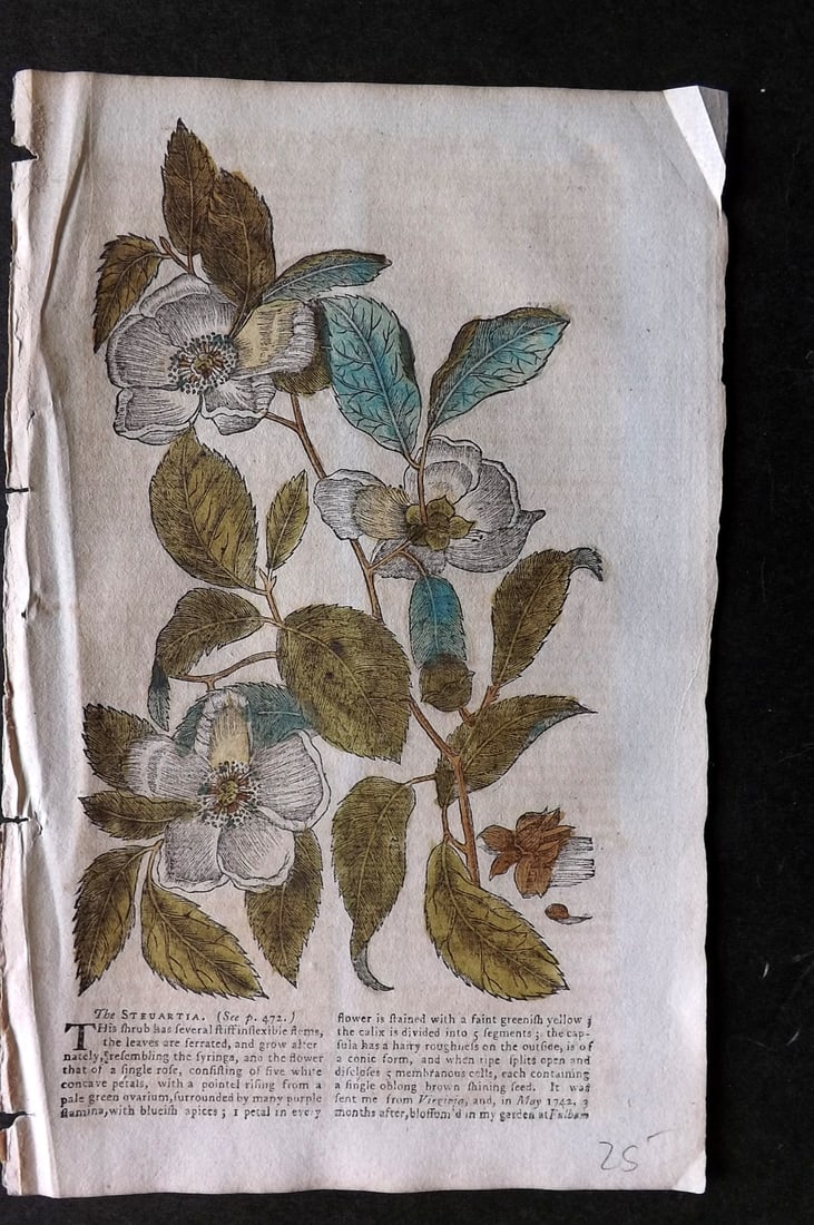 Gentleman's Mag. 1753 HCol Botanical Print by Mark Catesby. The Steuartia. USA (1 of 1)