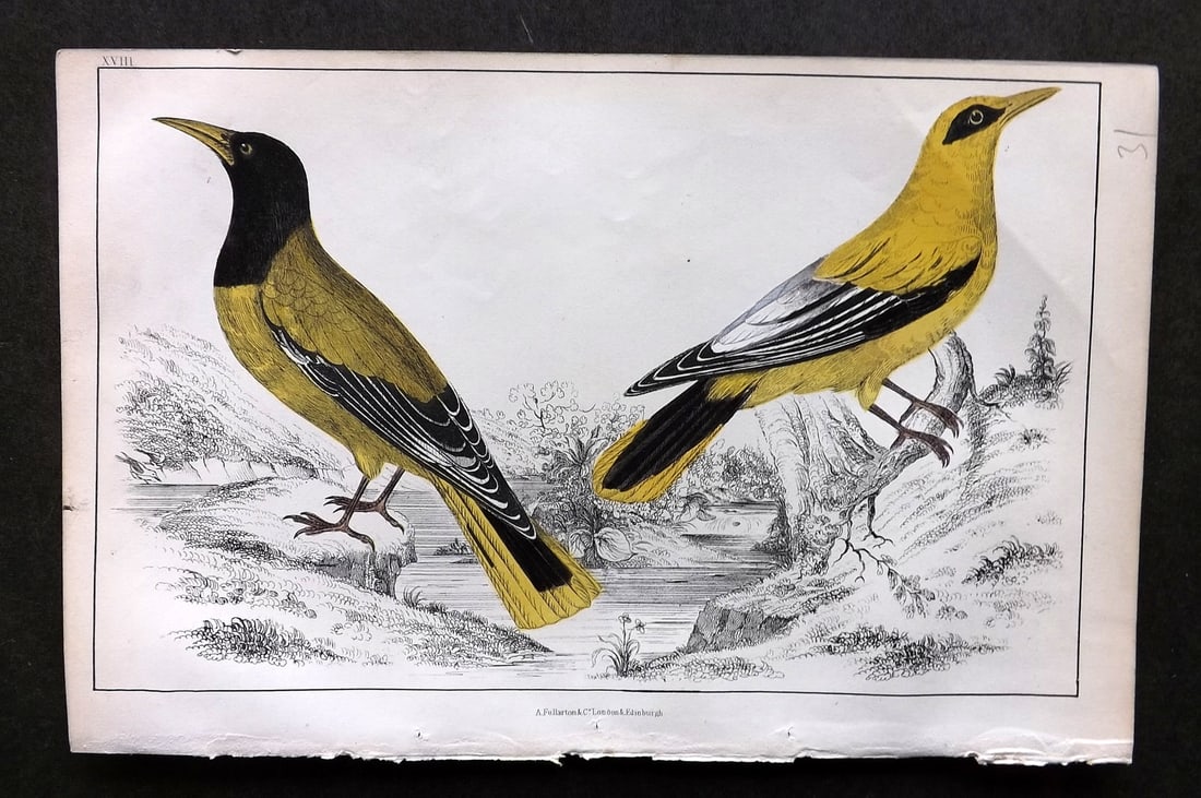 Goldsmith, Oliver C1850 Hand Col Bird Print. Black Headed & Black Cheeked Oriole 18 (1 of 1)