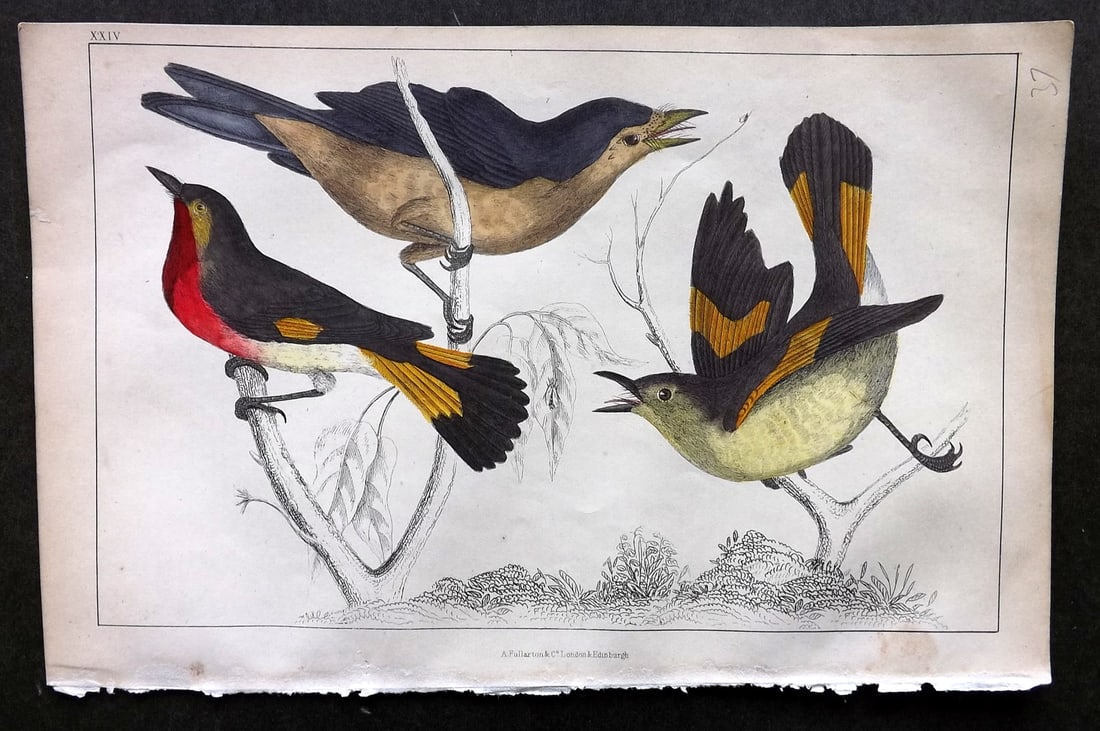 Goldsmith, Oliver C1850 Hand Col Bird Print. Gnat Catchers 24 (1 of 1)