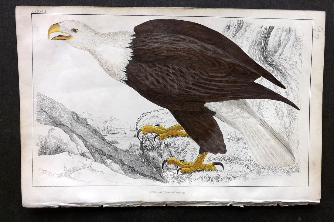 Goldsmith, Oliver C1850 Hand Col Bird Print. White Headed Eagle 38 (1 of 1)