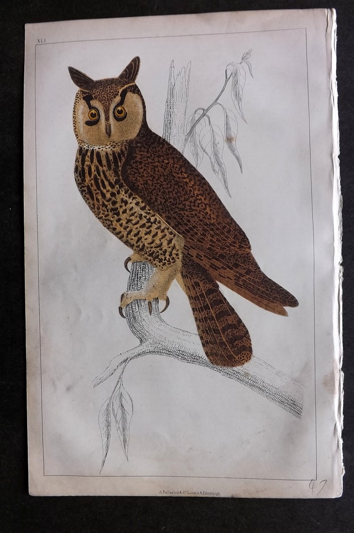 Goldsmith, Oliver C1850 Hand Col Bird Print. Long Eared Owl 41 (1 of 1)