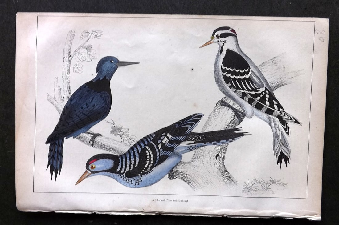 Goldsmith, Oliver C1850 HC Bird Print. Black Breasted, Hariy, Red-Cockaded Woodpecker 50 (1 of 1)