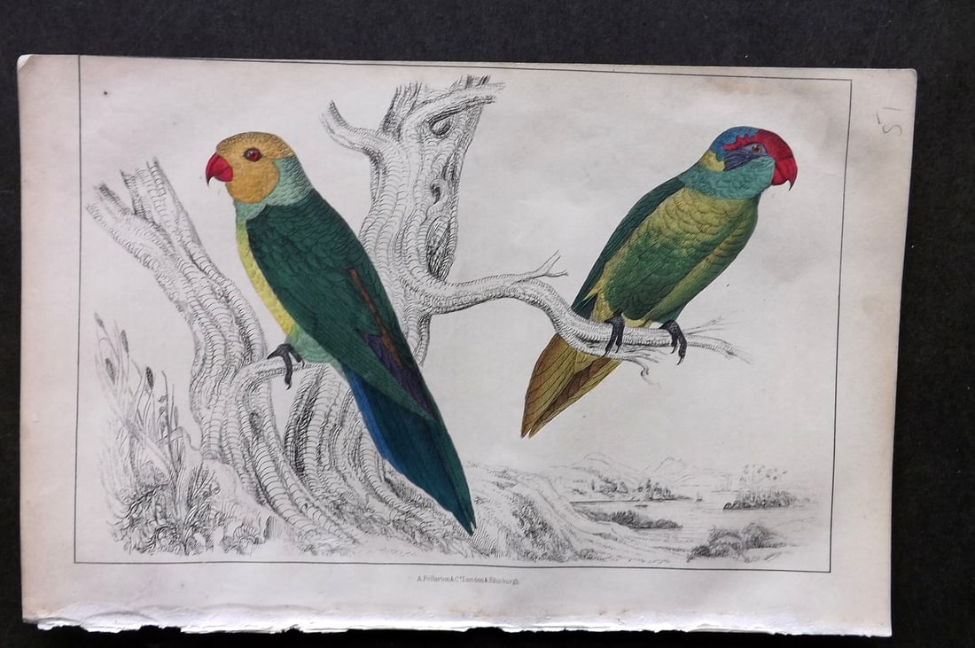 Goldsmith, Oliver C1850 Hand Col Bird Print. Slender & Iris Parrakeet 61 (1 of 1)