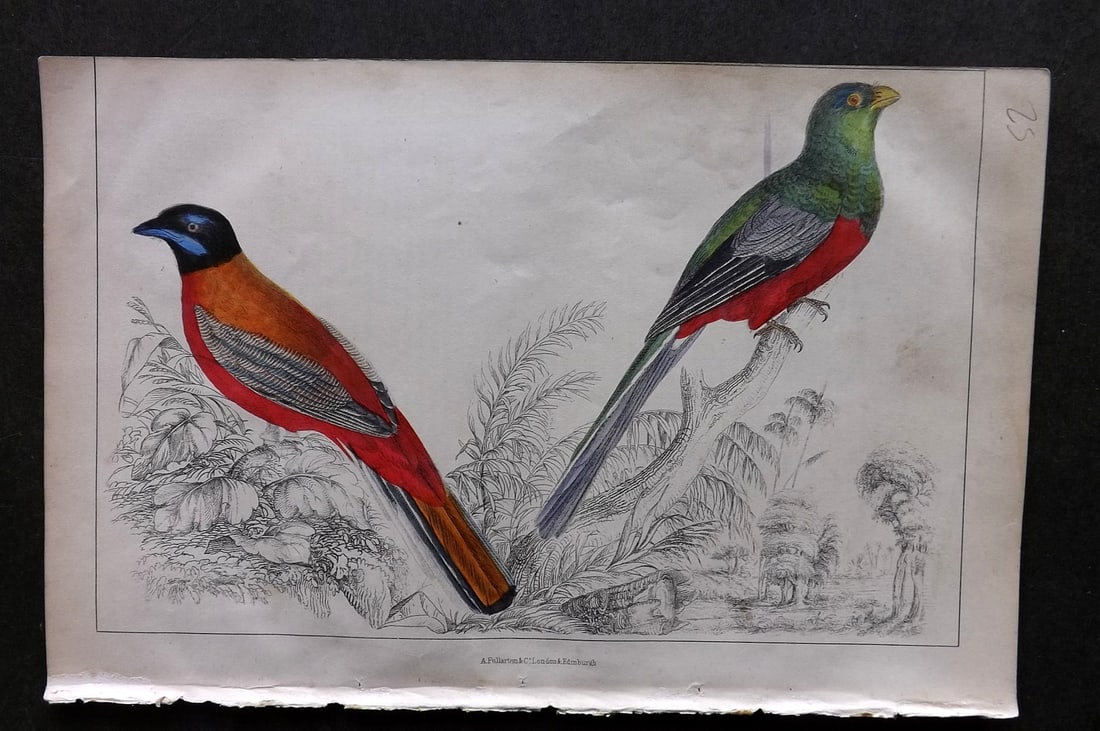 Goldsmith, Oliver C1850 Hand Col Bird Print. Duvancel's & Narina Trogon 64 (1 of 1)