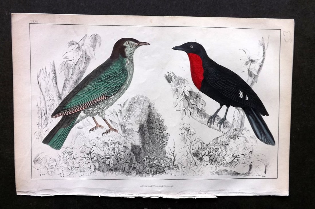 Goldsmith, Oliver C1850 HC Bird Print Araponga Summer Bird & Red-Breasted Fruit Crow 66 (1 of 1)
