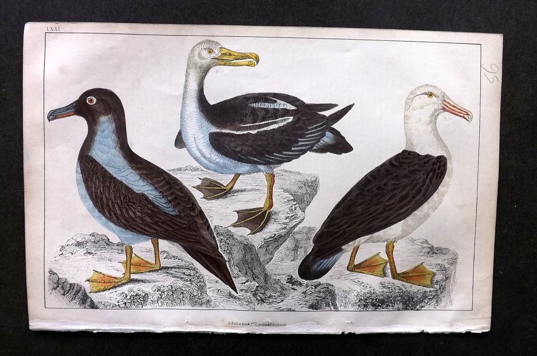 Goldsmith, Oliver C1850 Hand Col Bird Print. Common, Sooty & Black-Eyed Albatross 71 (1 of 1)