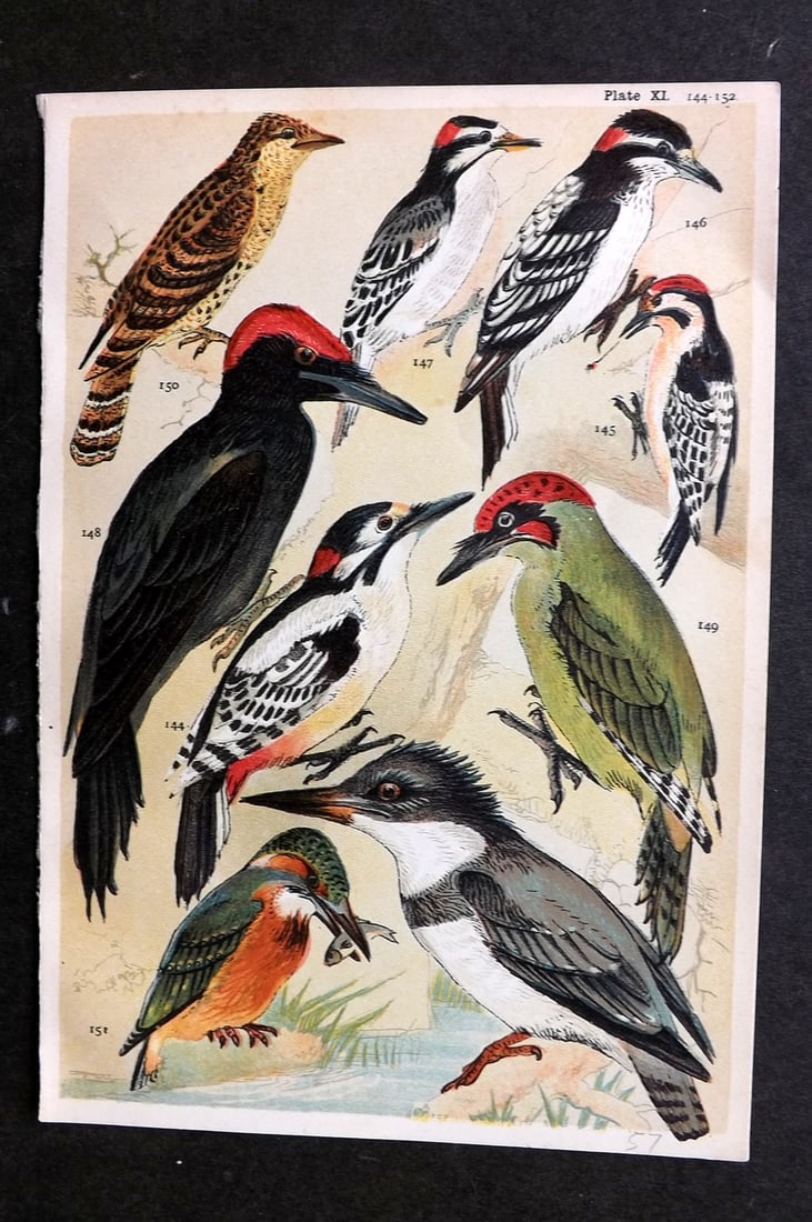 Gordon, W. J. C1900 Bird Print. Woodpeckers 11: Chromolithograph Published C1900, London for the "Our Country's" Series by W. J. Gordon. Paper Size: 7.5 x 5 inch (19 x 13cm) Good Condition