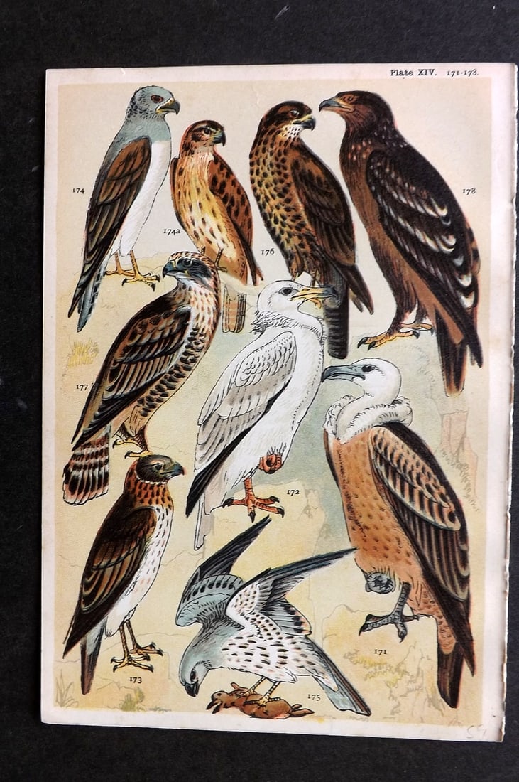 Gordon, W. J. C1900 Bird Print. Vulture, Harrier, Buzzard 14: Chromolithograph Published C1900, London for the "Our Country's" Series by W. J. Gordon. Paper Size: 7.5 x 5 inch (19 x 13cm) Good Condition