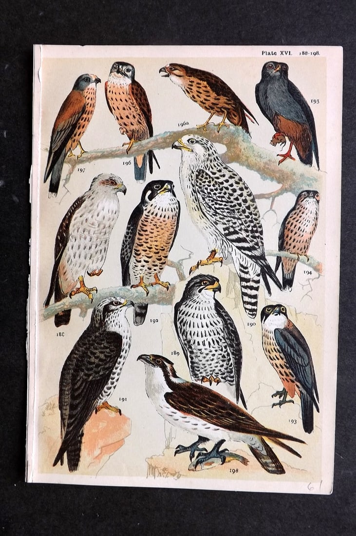 Gordon, W. J. C1900 Bird Print. Buzzard, Falcon, Hobby, Kestrel, Osprey 16: Chromolithograph Published C1900, London for the "Our Country's" Series by W. J. Gordon. Paper Size: 7.5 x 5 inch (19 x 13cm) Good Condition