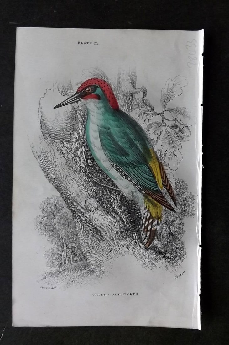 Jardine, William C1850 Hand Col Bird Print. Green Woodpecker 21 (1 of 1)