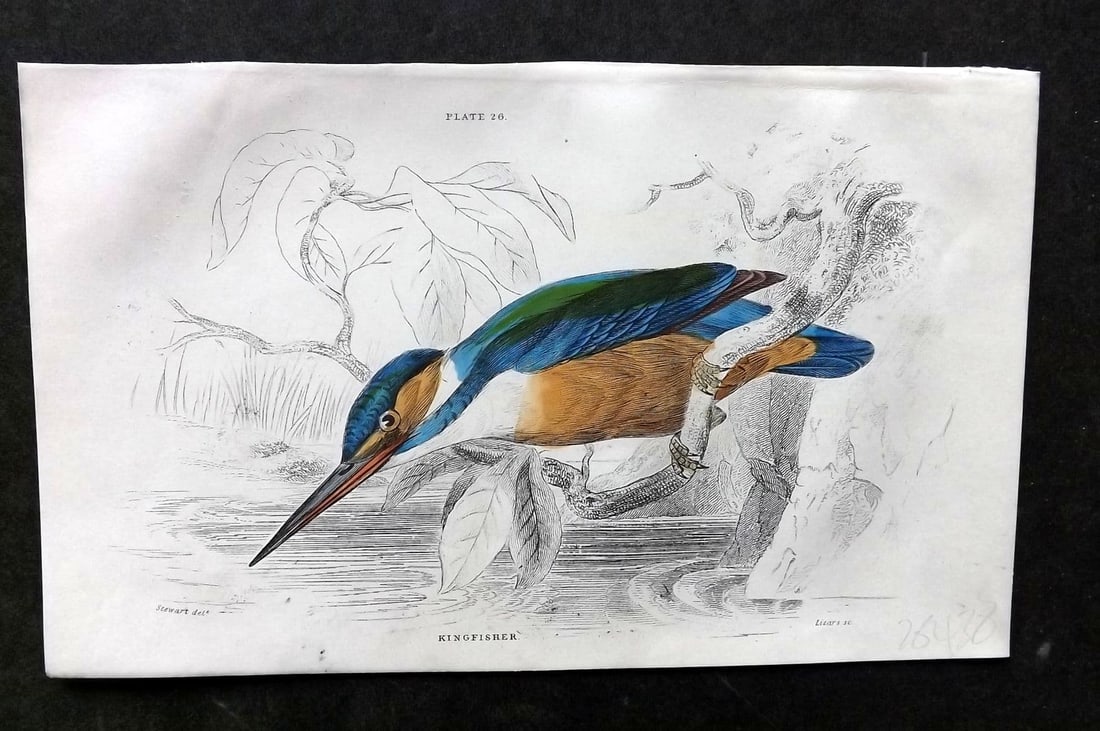 Jardine, William C1850 Hand Col Bird Print. Kingfisher 26 (1 of 1)
