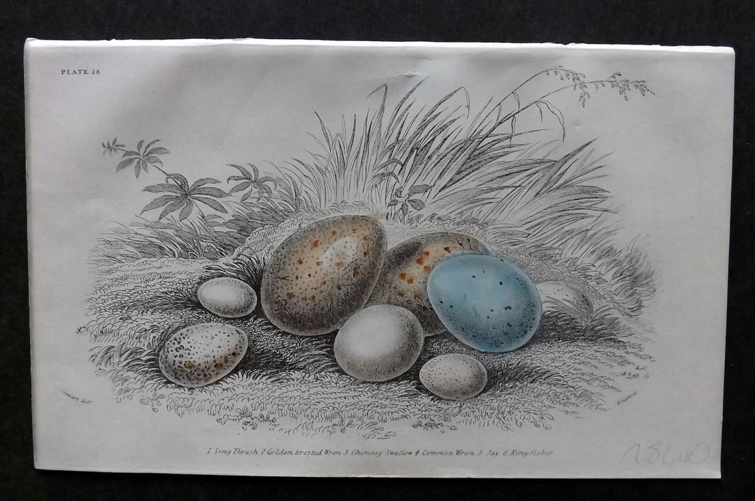 Jardine, William C1850 Hand Col Bird Egg Print. Song Thrush, Wren, Jay, Kingfisher 28 (1 of 1)