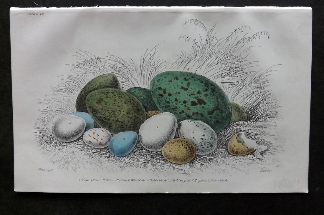 Jardine, William C1850 Hand Col Bird Egg Print. Crow, Raven, Robin, Goldfinch, Magpie 29 (1 of 1)