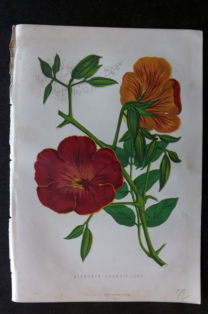 Anderson, James 1874 Botanical Print. Bignonia Grandiflora: Woodblock Published 1874, London for "The New Practical Gardener, and Modern Horticulturist" by James Anderson. Printed in colours and finished by hand. Paper Size: 9.5 x 6.5 inch (24 x 16.5cm) Very m