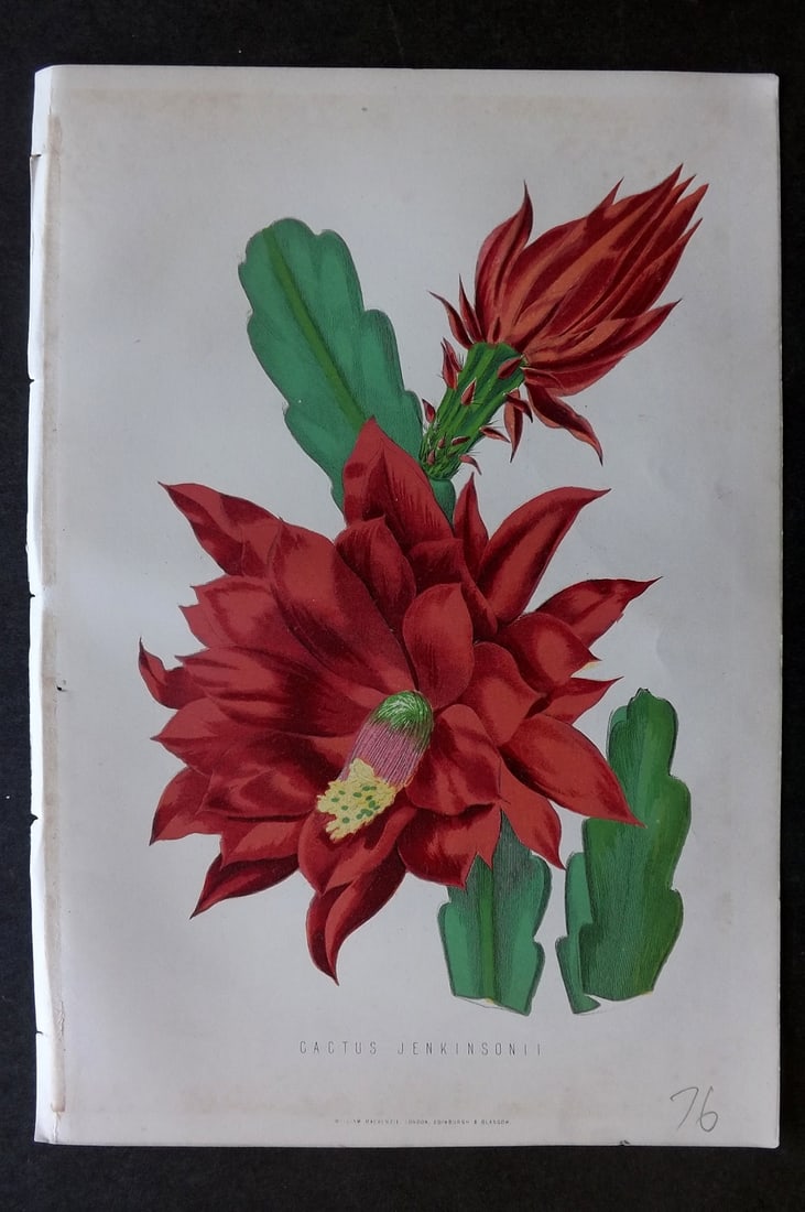 Anderson, James 1874 Botanical Print. Cactus Jenkinsonii: Woodblock Published 1874, London for "The New Practical Gardener, and Modern Horticulturist" by James Anderson. Printed in colours and finished by hand. Paper Size: 9.5 x 6.5 inch (24 x 16.5cm) Good C