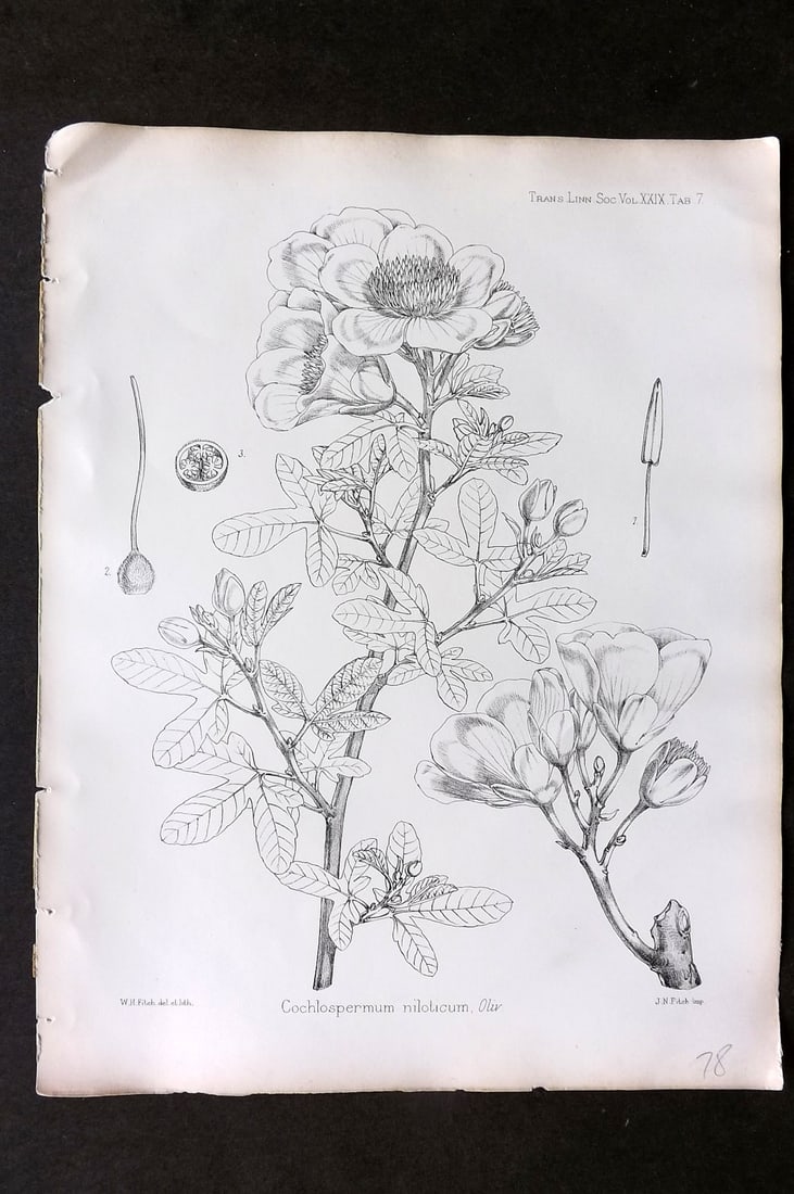 Fitch, Walter 1870's Antique Botanical Print. Cochlospermum Niloticum 29-07: Lithograph Published 1791-1955, London for "The Transactions of The Linnean Society of London" by Various Contributors. Illustrated by Walter Hood Fitch. Paper Size: 12 x 9 inch (30 x 23cm) Good Condi