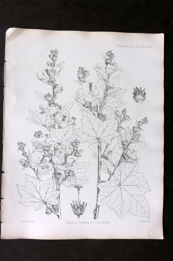 Fitch, Walter 1870's Antique Botanical Print. Pavonia Schimperiana 29-11 (1 of 1)