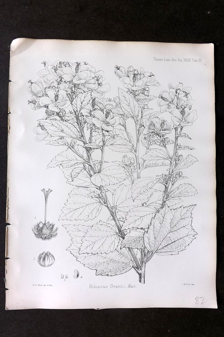 Fitch, Walter 1870's Antique Botanical Print. Hibiscus Grantii 29-12: Lithograph Published 1791-1955, London for "The Transactions of The Linnean Society of London" by Various Contributors. Illustrated by Walter Hood Fitch. Paper Size: 12 x 9 inch (30 x 23cm) Good Condi