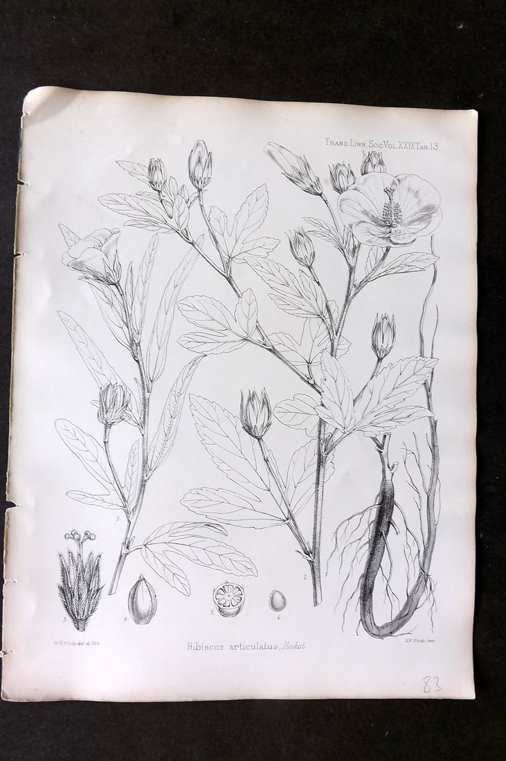 Fitch, Walter 1870's Antique Botanical Print. Hibiscus Articulatus 29-13: Lithograph Published 1791-1955, London for "The Transactions of The Linnean Society of London" by Various Contributors. Illustrated by Walter Hood Fitch. Paper Size: 12 x 9 inch (30 x 23cm) Good Condi