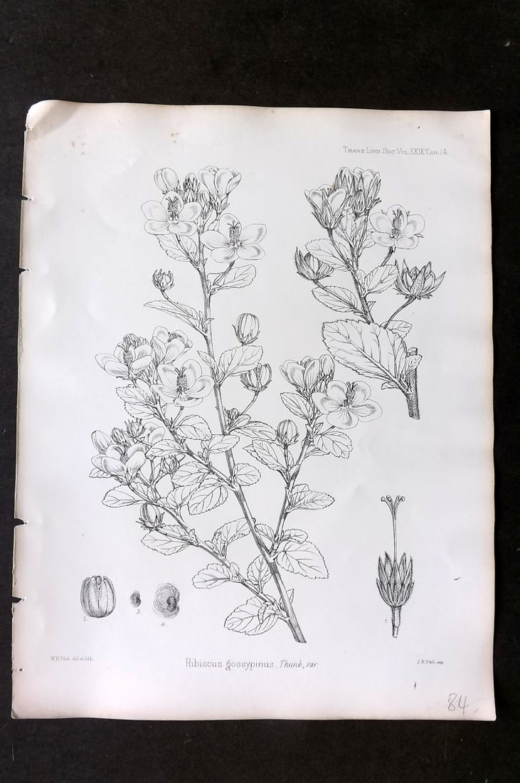Fitch, Walter 1870's Antique Botanical Print. Hibiscus Gossypinus 29-14 (1 of 1)