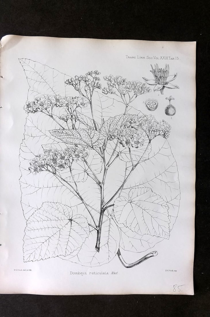 Fitch, Walter 1870's Antique Botanical Print. Dombeya Reticulata 29-15: Lithograph Published 1791-1955, London for "The Transactions of The Linnean Society of London" by Various Contributors. Illustrated by Walter Hood Fitch. Paper Size: 12 x 9 inch (30 x 23cm) Good Condi