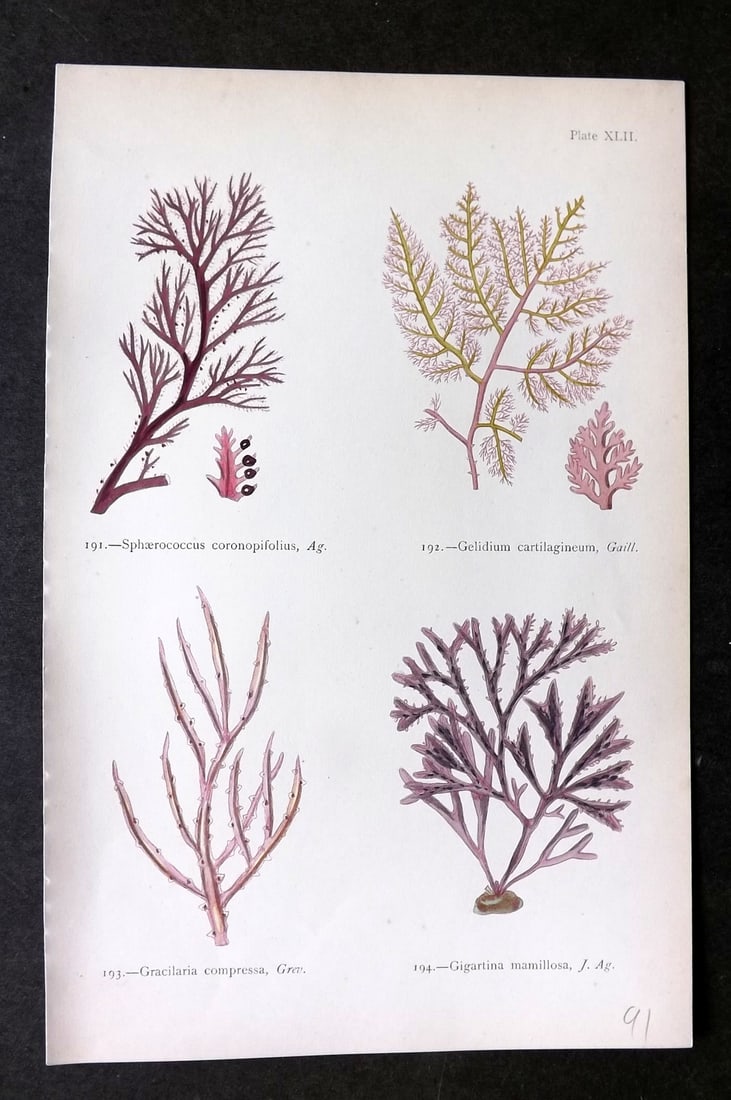Gatty, Mrs Alfred 1872 Antique Seaweed Print. Sphaerococcus, Gelidium, Gracilaria 42: Woodblock Published 1872, London for "British Sea-Weeds. Drawn From Professor Harvey's 'Phycologia Britannica'" by Mrs Alfred Gatty. Printed in colours, some plates with additional hand colour. Paper 