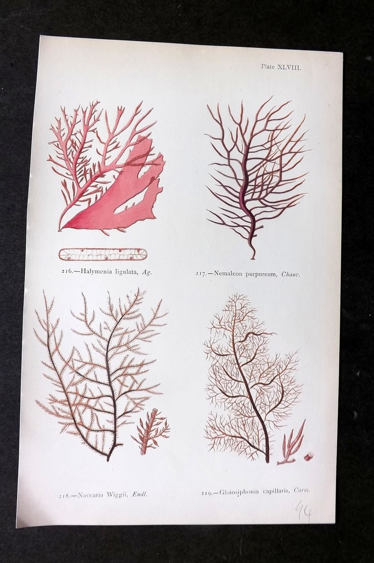 Gatty, Mrs Alfred 1872 Antique Seaweed Print. Halymenia, Nemaleon, Naccaria 48: Woodblock Published 1872, London for "British Sea-Weeds. Drawn From Professor Harvey's 'Phycologia Britannica'" by Mrs Alfred Gatty. Printed in colours, some plates with additional hand colour. Paper 