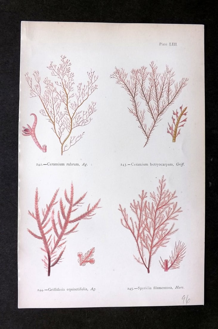 Gatty, Mrs Alfred 1872 Antique Seaweed Print. Ceramium, Griffithsia 53: Woodblock Published 1872, London for "British Sea-Weeds. Drawn From Professor Harvey's 'Phycologia Britannica'" by Mrs Alfred Gatty. Printed in colours, some plates with additional hand colour. Paper 