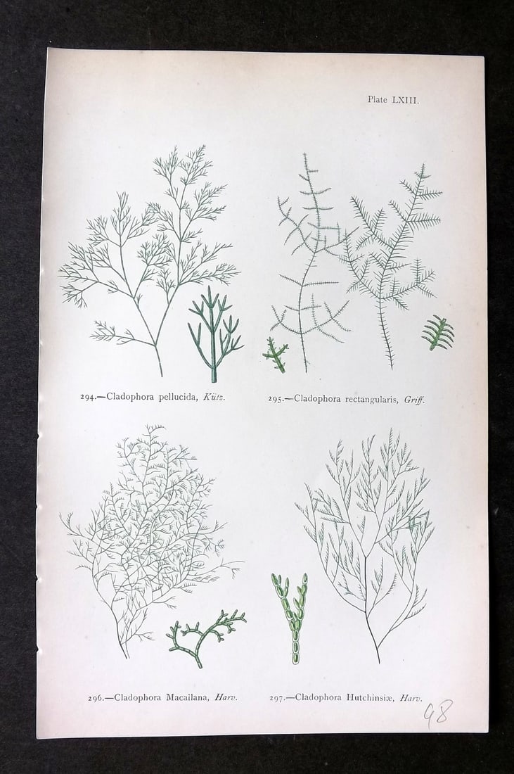 Gatty, Mrs Alfred 1872 Antique Seaweed Print. Cladophora 63: Woodblock Published 1872, London for "British Sea-Weeds. Drawn From Professor Harvey's 'Phycologia Britannica'" by Mrs Alfred Gatty. Printed in colours, some plates with additional hand colour. Paper 