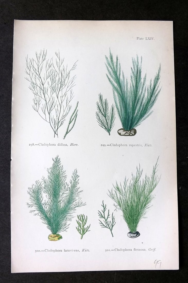 Gatty, Mrs Alfred 1872 Antique Seaweed Print. Cladophora 64: Woodblock Published 1872, London for "British Sea-Weeds. Drawn From Professor Harvey's 'Phycologia Britannica'" by Mrs Alfred Gatty. Printed in colours, some plates with additional hand colour. Paper 