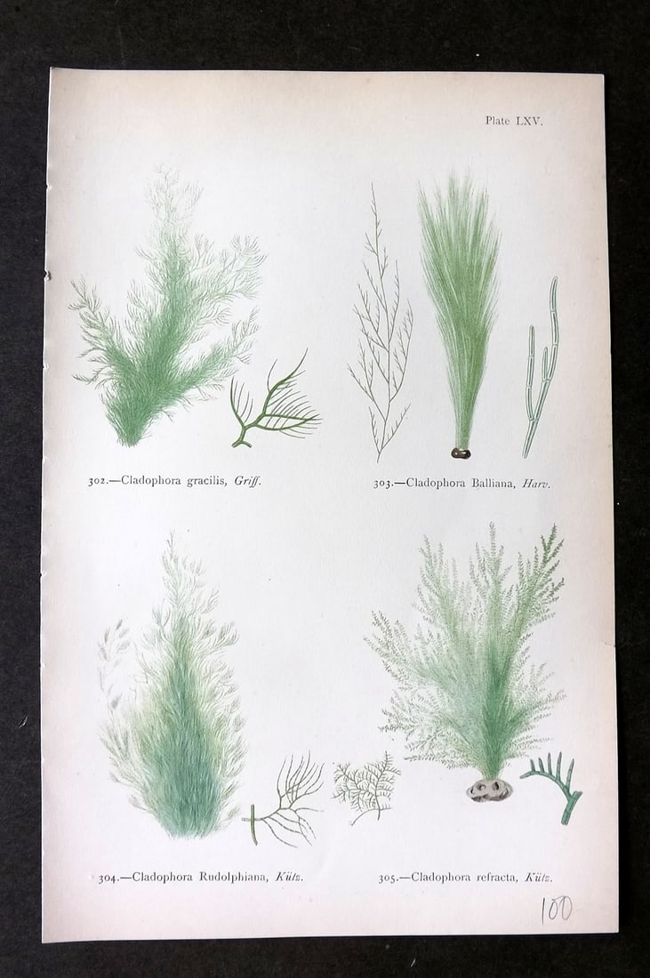 Gatty, Mrs Alfred 1872 Antique Seaweed Print. Cladophora 65: Woodblock Published 1872, London for "British Sea-Weeds. Drawn From Professor Harvey's 'Phycologia Britannica'" by Mrs Alfred Gatty. Printed in colours, some plates with additional hand colour. Paper 