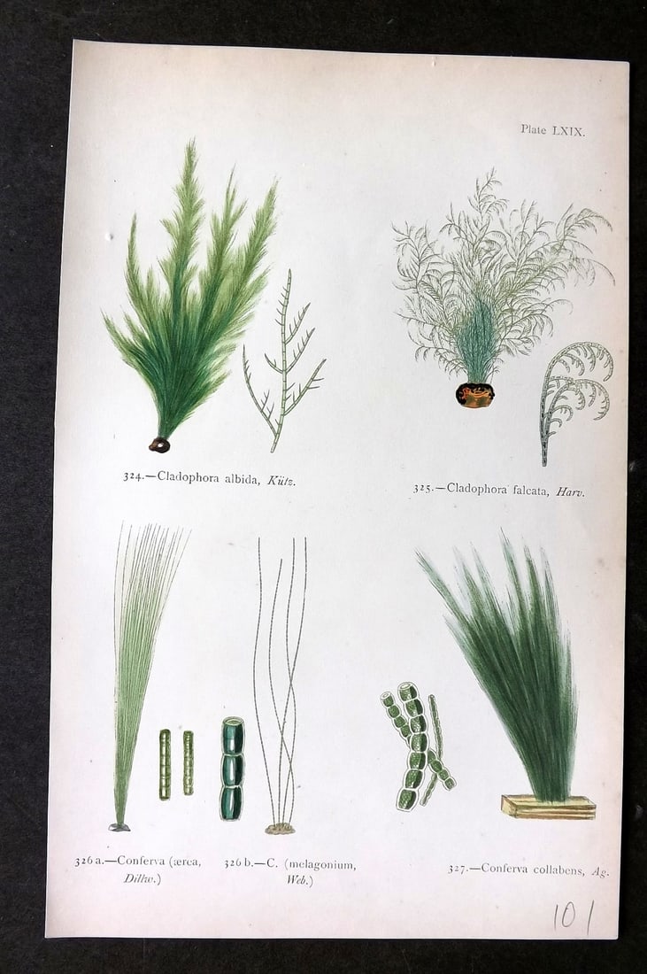 Gatty, Mrs Alfred 1872 Antique Seaweed Print. Cladophora, Conferva 69: Woodblock Published 1872, London for "British Sea-Weeds. Drawn From Professor Harvey's 'Phycologia Britannica'" by Mrs Alfred Gatty. Printed in colours, some plates with additional hand colour. Paper 