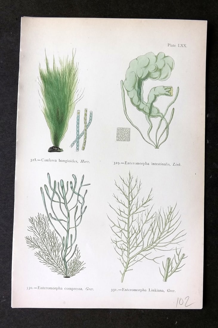Gatty, Mrs Alfred 1872 Antique Seaweed Print. Conferva, Enteromorpha 70: Woodblock Published 1872, London for "British Sea-Weeds. Drawn From Professor Harvey's 'Phycologia Britannica'" by Mrs Alfred Gatty. Printed in colours, some plates with additional hand colour. Paper 