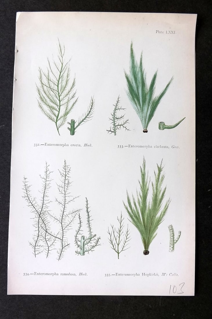 Gatty, Mrs Alfred 1872 Antique Seaweed Print. Enteromorpha 71: Woodblock Published 1872, London for "British Sea-Weeds. Drawn From Professor Harvey's 'Phycologia Britannica'" by Mrs Alfred Gatty. Printed in colours, some plates with additional hand colour. Paper 