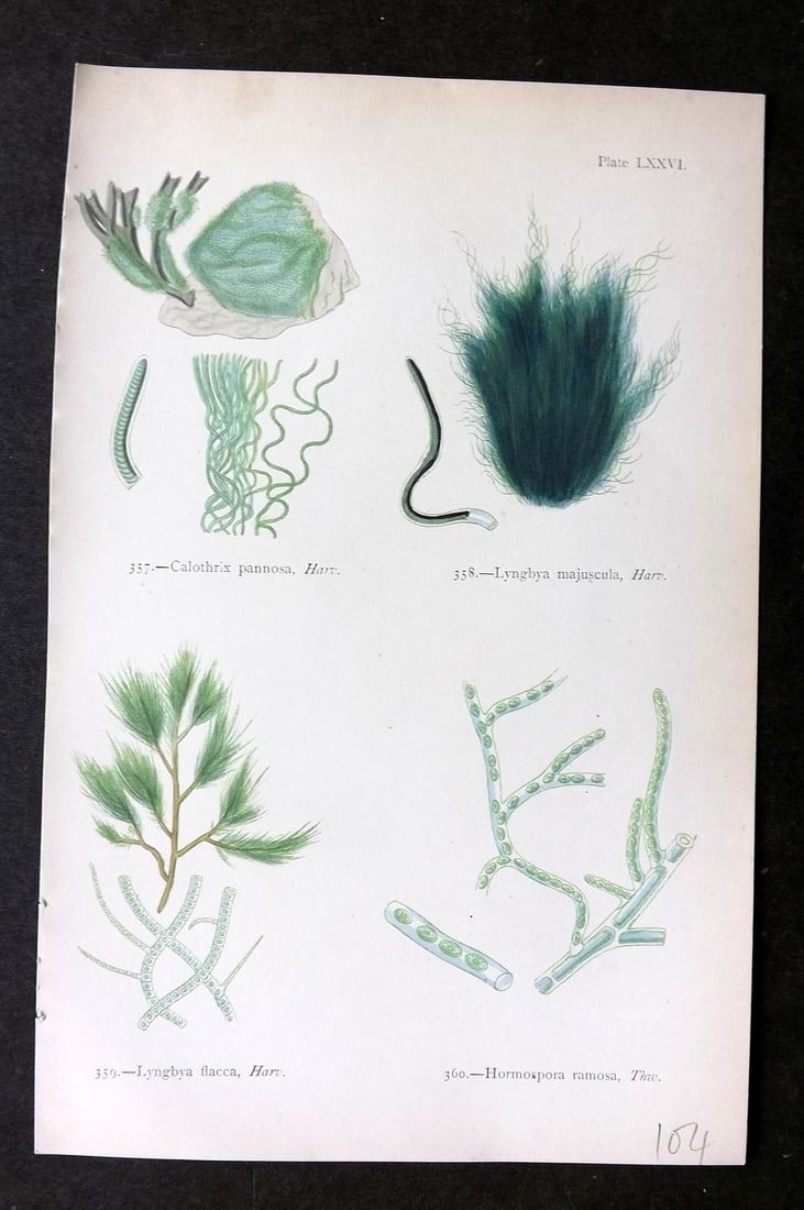 Gatty, Mrs Alfred 1872 Antique Seaweed Print. Calothrix, Lyngbya, Hormospora 76: Woodblock Published 1872, London for "British Sea-Weeds. Drawn From Professor Harvey's 'Phycologia Britannica'" by Mrs Alfred Gatty. Printed in colours, some plates with additional hand colour. Paper 