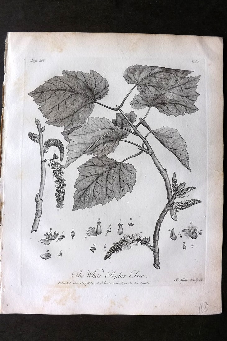 John Evelyn Forest Trees 1801 Botanical Print. White Poplar Tree: Copper Plate Published 1801, London & York for "Silva: Or, A Discourse of Forest-Trees..." by John Evelyn. Drawn & Engraved by John Miller. Paper Size: 12 x 9 inch (30 x 23cm) Very minor toning, other