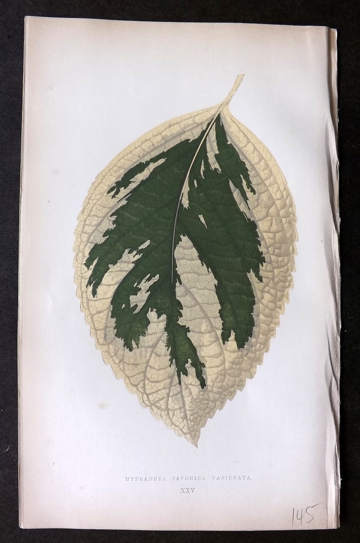 Lowe Beautiful Leaved Plants 1864 Botanical Print. Hydrangea Japonica 25 (1 of 1)