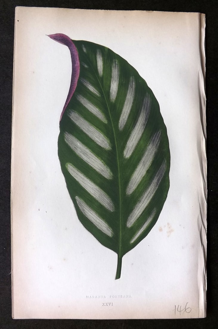 Lowe Beautiful Leaved Plants 1864 Botanical Print. Maranta Porteana 26 (1 of 1)